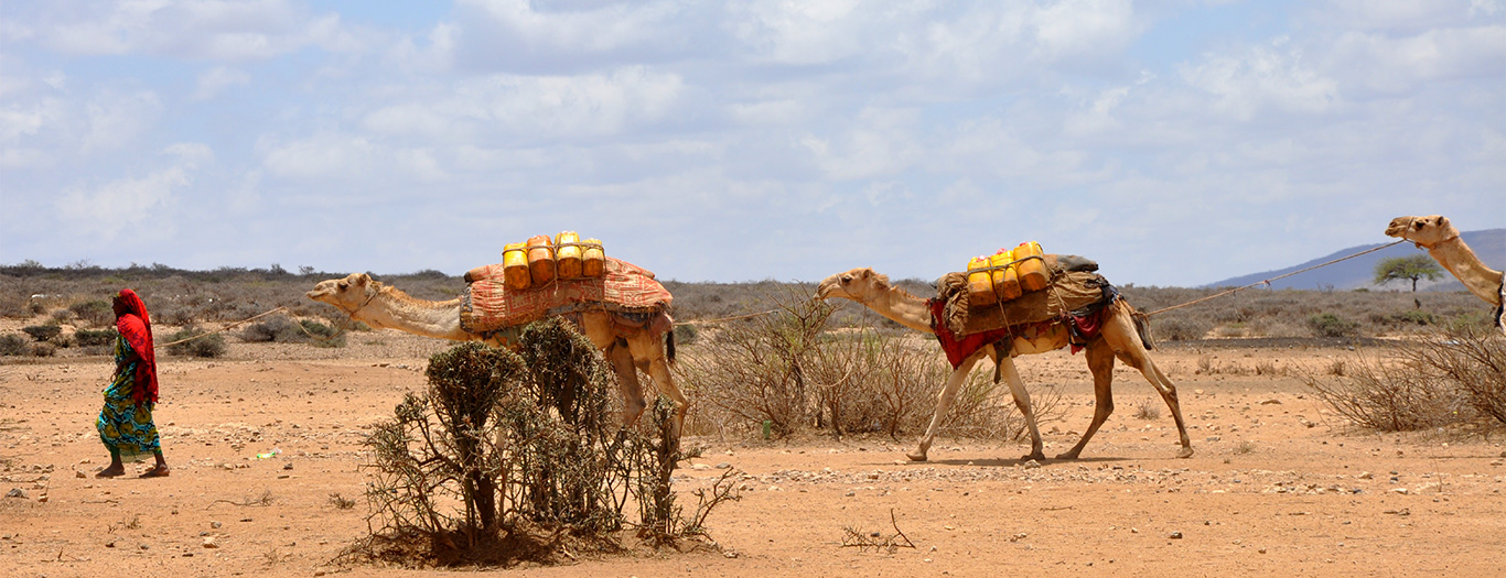 Ethiopia-3-E-Jackson Camels-1366x525